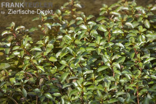 Sumpf-Ludwigie, Sumpf-Heusenkraut (Ludwigia palustris) -Topf-